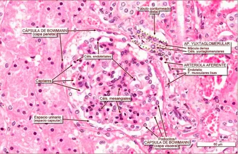 Preparación: Corpúsculo Renal