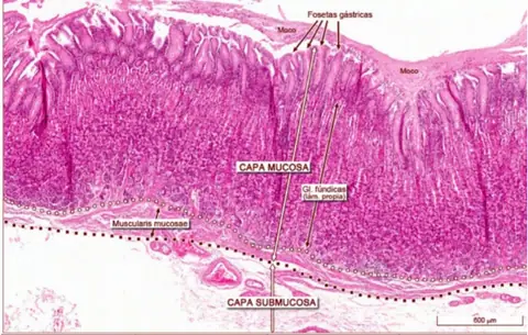 Preparación: Estomago :fondo